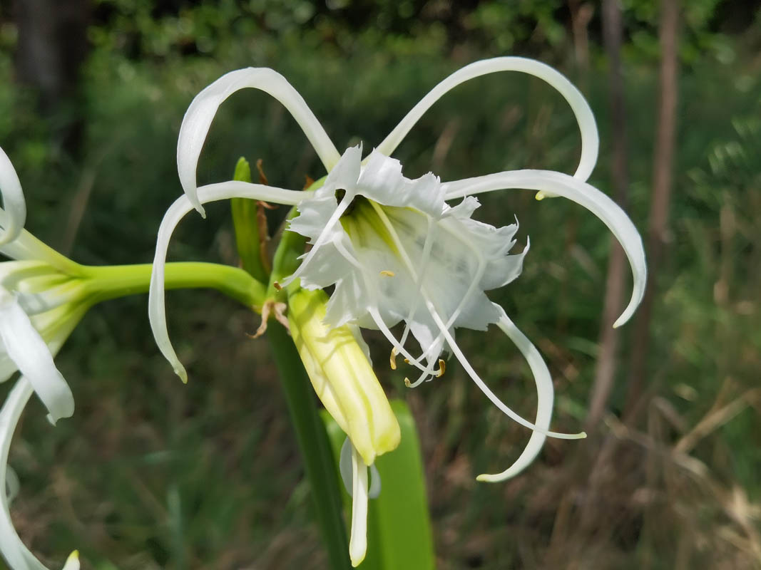 Hymenocallis x festalis